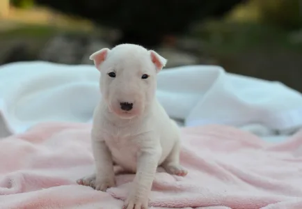 Miniatűr bullterrier - Kimi