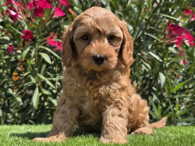 Cavapoo - Jasmin
