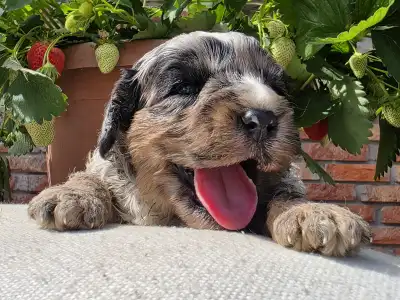 Cavapoo - Merlin