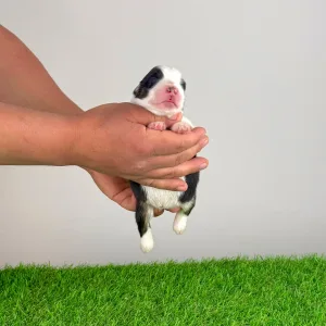 Australian Shepherd - Eldorado