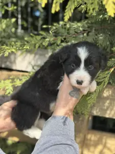 Border Collie - Brooklyn