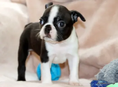 Boston Terrier - Ceasar Onhold