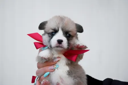 Вельш-корги пемброк - Dustin