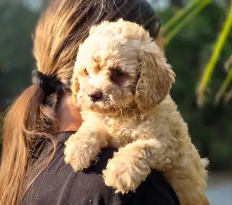 Cavapoo - Mia