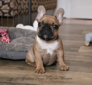 French Bulldog - Xina