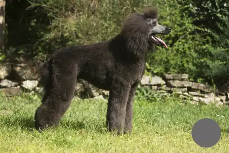 Grosspudel - Hermész