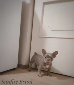 Bulldog francez - Eston 