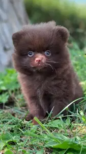 Pomeranian - Peddy Hermoso La Noche 