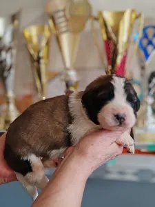 Moskiewski pies stróżujący - Egresvölgyi Morgan 