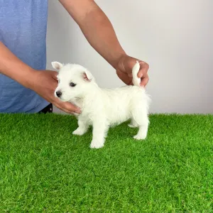 Вест-хайленд-уайт-терьер - Jette