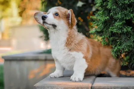 Szibériai husky - Mendenhall