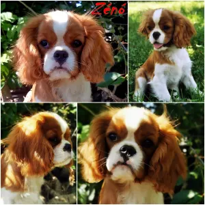 Cavalier King Čarles Španiel - Zénó