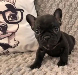 French Bulldog - Miora Frenchie Russel