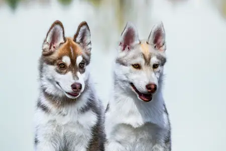 Siberian Husky - Saint Michael Island Whos The Drama Queen 