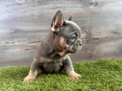 Französische Bulldogge - Kira