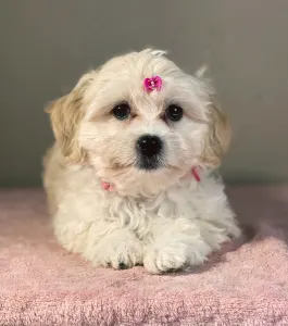 Maltipoo - Mila