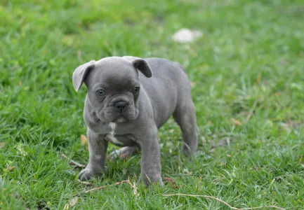 French Bulldog - Monty