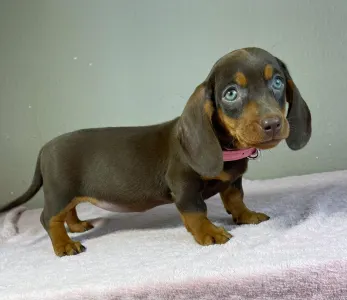 Bassotto - Charlotte