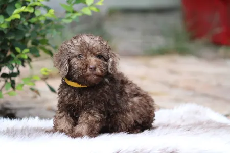 Poodle Miniature - Teddy
