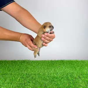 Shiba inu - Yuji