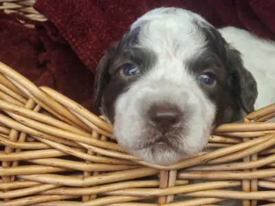 Wasserhund der Romagna - Aurora