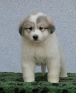 Pyrenean Mountain Dog - Candybelldream Eper