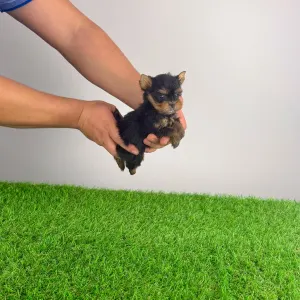 Yorkshire Terrier - Kick