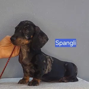 Dackel - Spangli