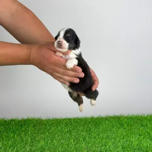 Australian Shepherd - Elany