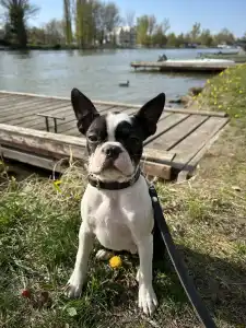 Boston Terrier - Bon-Bon