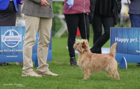 Cairn Terrier - Majestic Sandial