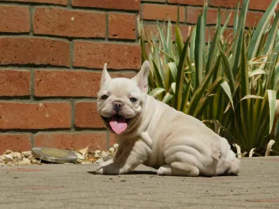 French Bulldog - Zyva