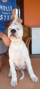 Argentin dog - Aisha Defensa Del Caballero 