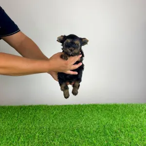 Yorkshire Terrier - Blitzy