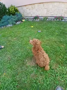 Pudel miniaturowy - Alfonz