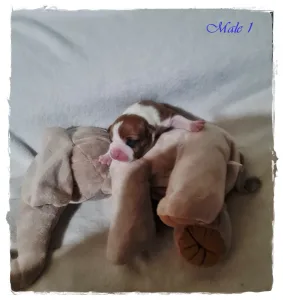 Amerikai staffordshire terrier - Gangster Bro