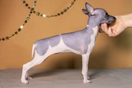 American Hairless Terrier - Ariel Sun