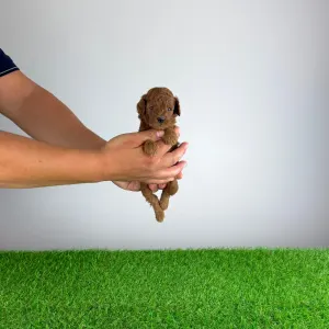 Pudel Toy - Zoci