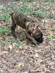 Cane Corso - Aares