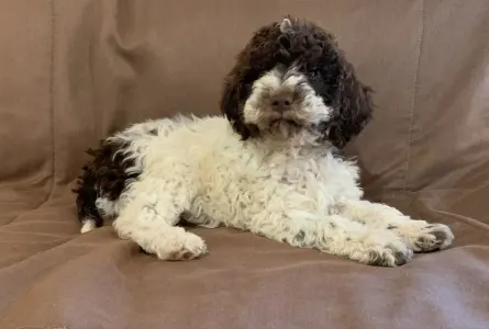 Lagotto Romagnolo - Gandalf