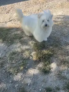 Coton de Tulear - Björn