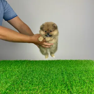 German Pomeranian Spitz - Dally
