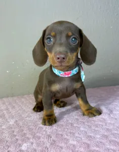 Dachshund - Carlos