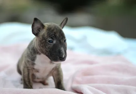 Miniatűr bullterrier - Joy