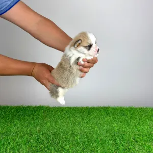 Pembroke Welsh Corgi - Zarek
