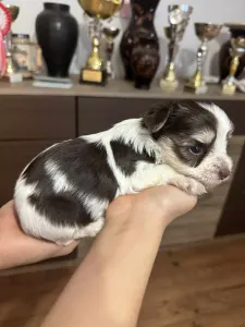 Yorkshire Terrier - Full Of Heart Joraya