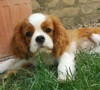 Cavalier King Charles Spaniel - Ince
