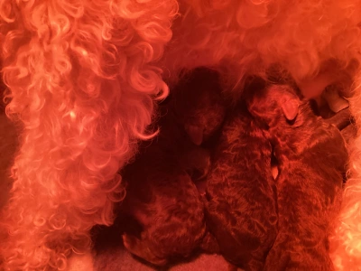 Romagna Water Dog - Bobi