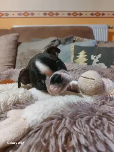 Boston Terrier - Pompás ( Prancer )
