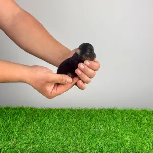 Yorkshire Terrier - Shakira